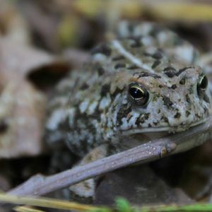Early Blooms, Songbirds, & Spring Frogs Soup 'n Walk - March 16