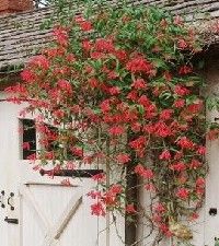 Lonicera sempervirens 'Major Wheeler' (honeysuckle)