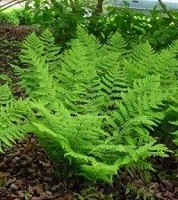 Dryopteris marginalis (eastern wood fern)