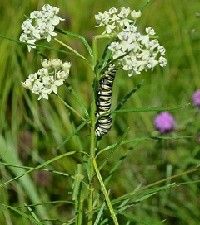 Asclepias verticillata (whorled milkweed)