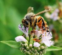 Pycnanthemum incanum (hoary mountain mint)