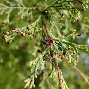 Chamaecyparis thyoides (Atlantic white cedar)