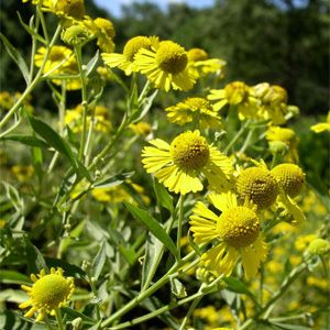 Helenium autumnale (yellow sneezeweed)