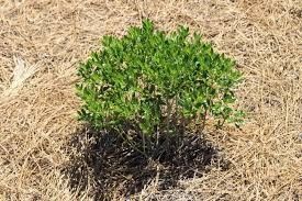 Ilex glabra 'Shamrock' (inkberry)