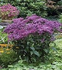Eutrochium (Eupatorium) dubium 'Baby Joe' (Joe-Pye weed)