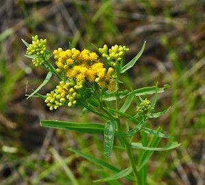 Euthamia (Solidago) graminifolia (grass-leaved goldenrod)