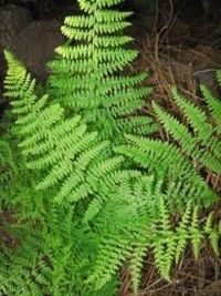 Dennstaedtia punctilobula (hay-scented fern)