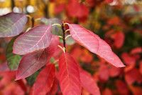 Viburnum nudum 'Winterthur' (smooth witherod viburnum)