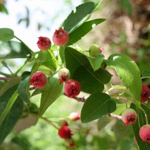 Amelanchier laevis (Allegheny serviceberry)