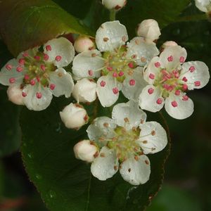 Aronia melanocarpa 'Low Scape Mound' (black chokeberry)