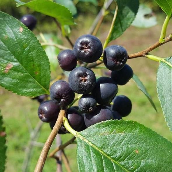 Aronia melanocarpa (black chokeberry)