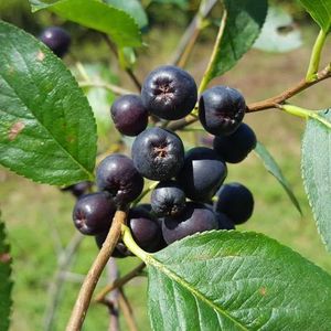 Aronia melanocarpa (black chokeberry)