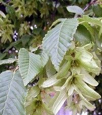 Carpinus caroliniana (ironwood)