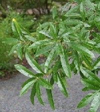 Quercus phellos (willow oak)