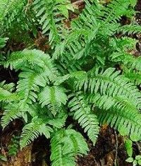 Polystichum acrostichoides (Christmas fern)