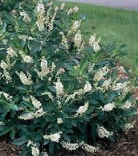 Clethra alnifolia 'Hummingbird' (sweet pepperbush)