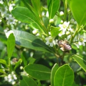 Ilex glabra 'Densa' (inkberry)