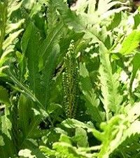 Onoclea sensibilis (sensitive fern)