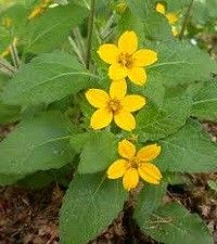 Chrysogonum virginianum 'Allen Bush' (green and gold)