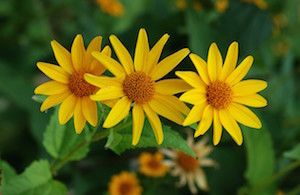 Heliopsis helianthoides (ox eye sunflower)