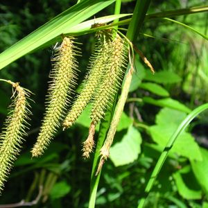 Carex crinita (fringed sedge)