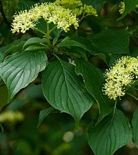 Cornus alternifolia (alternate-leaved/pagoda dogwood)
