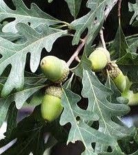 Quercus alba (white oak)