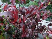 Itea virginica 'Henry's Garnet' (sweetspire)
