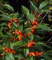 Ilex verticillata 'Winter Gold' (winterberry, female)