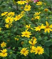 Helianthus divaricatus (woodland sunflower)