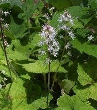 Tiarella cordifolia (foamflower)