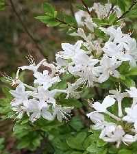 Rhododendron viscosum (swamp azalea)