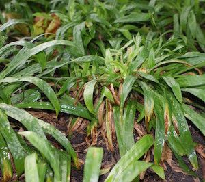 Carex plantaginea (seersucker sedge)