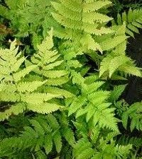 Dryopteris goldiana (Goldie's wood fern)