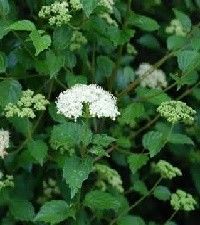 Viburnum dentatum (arrowwood viburnum)