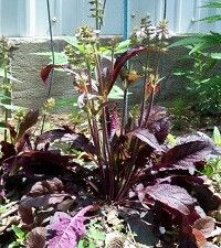 Salvia lyrata 'Purple Knockout' (lyre-leaf sage)