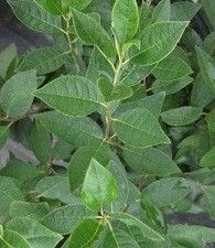 Ilex verticillata 'Jim Dandy' (winterberry, male)