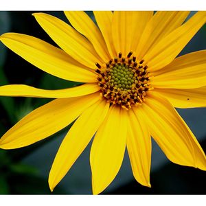 Helianthus decapetalus (ten-petaled sunflower)