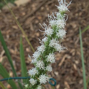 Liatris spicata 'Floristan White' (blazing star)