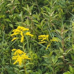 Solidago juncea (early goldenrod)