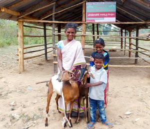 Livestock for a family