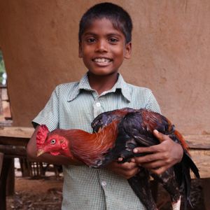 Chickens