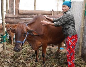 Cow Project