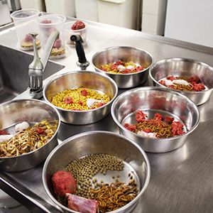 Meal Prep