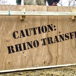 Rhino Transportation to The Living Desert