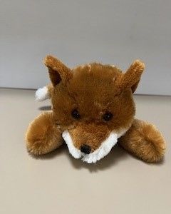 Channel Island Fox