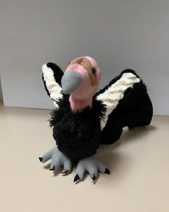 Cinerous Vulture