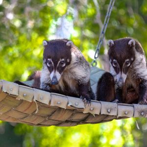 Coati Challenge