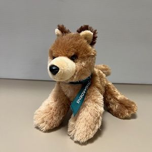 Coyote