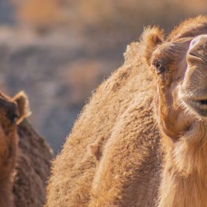 Camel Caravan